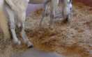 Priemyselné podlahy - poľnohospodárstvo, chov a ustajnenie zvierat, kynológia